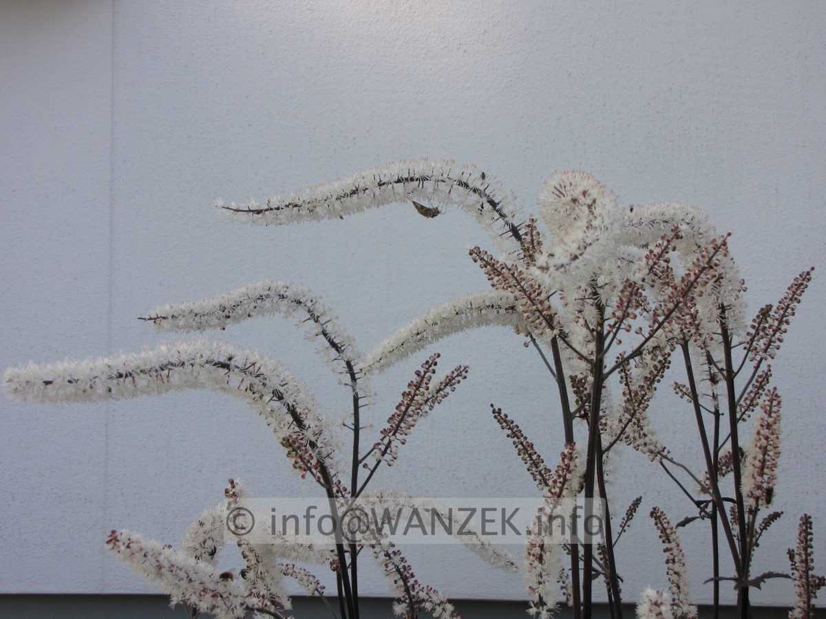 Actaea ramosa Atropurpurea - Blueten nah.JPG